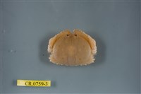 藏品(卷折饅頭蟹)的圖片